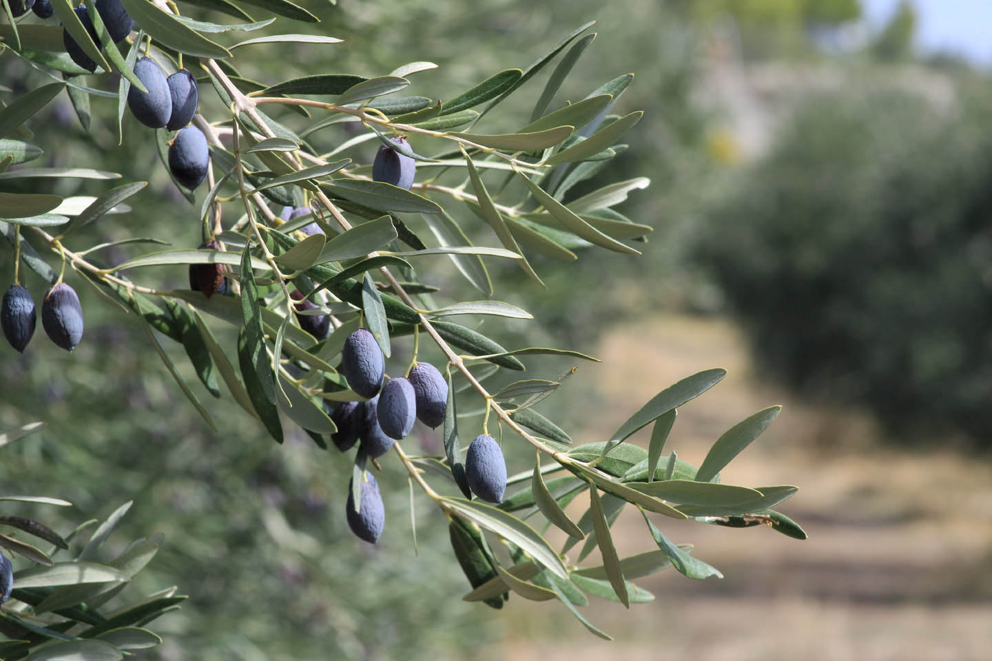 paradisos-olive_oil_and_olives-3-057 (8724)
