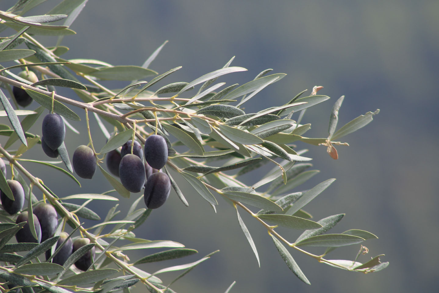 paradisos-olive_oil_and_olives-3-093 (9038)