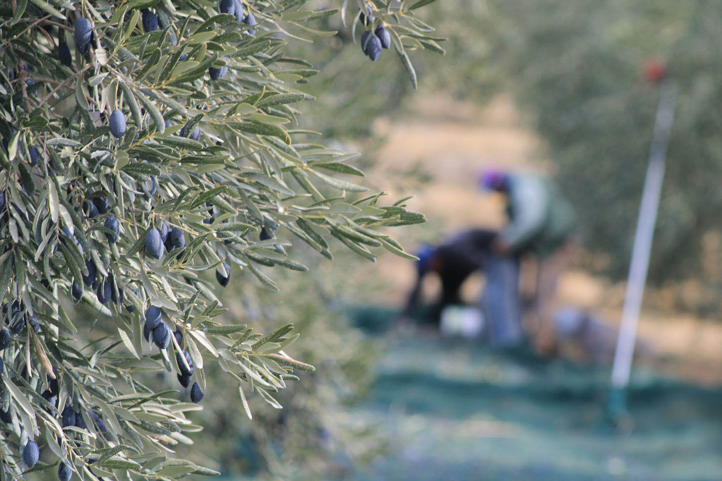 paradisos-olive_oil_and_olives-4-047 (9337)